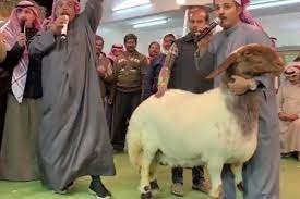 Sheep sells for a record $200,000 in Kuwait